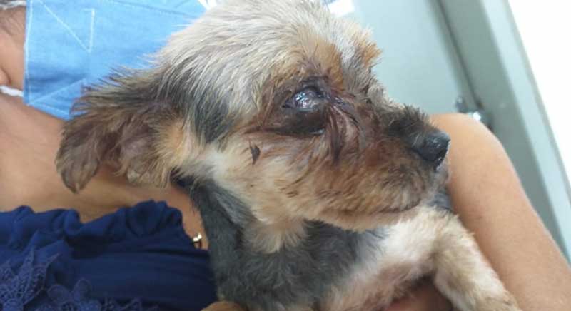 20 cães vítimas de maus-tratos são resgatados em Patos de Minas, MG