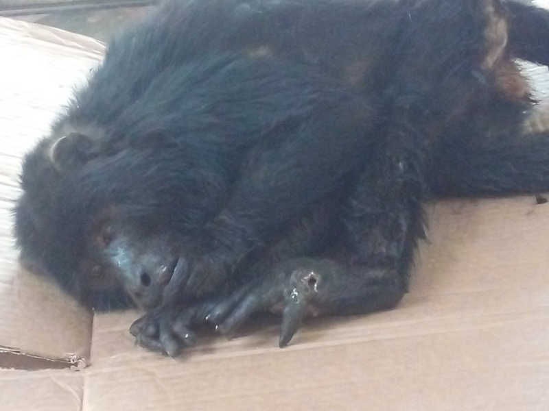 Veterinária fotografou macaco sedado após tratamento; é possível ver o ferimento em uma das patas do animal — Foto: Juliana Ramos Dell Antônio/Arquivo Pessoal