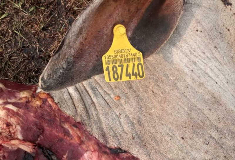Ladrões matam gado para roubar carne e deixam apenas cabeças, em Bela Vista, MS