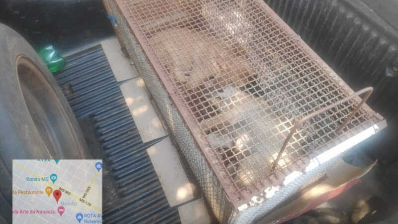 Mulher é multada em R$ 1,5 mil por maus-tratos a cães encontrados em carroceria e ao sol em Bonito, MS