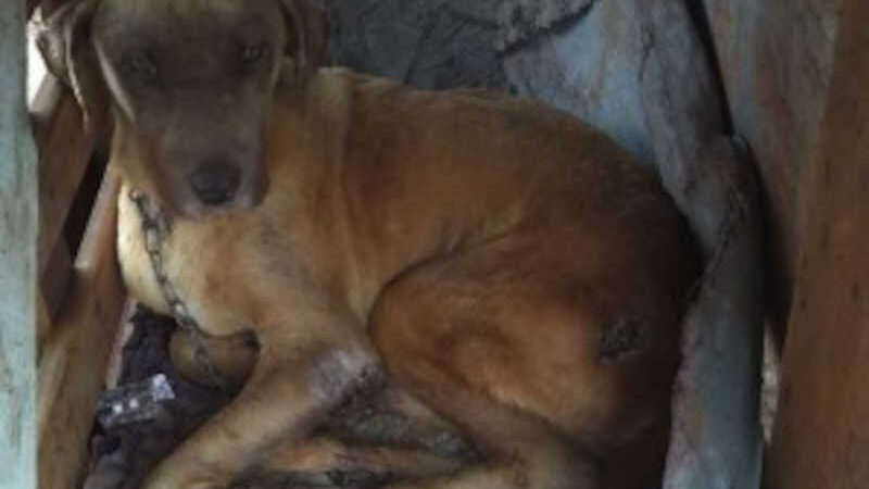 Cadela é encontrada abandonada e tutor é notificado por maus-tratos em Caarapó, MS