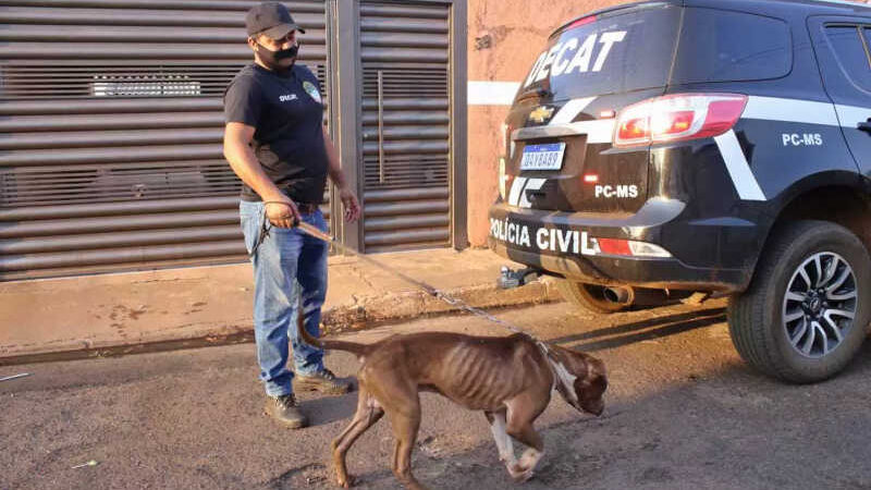 Cachorros são encontrados abandonados e desnutridos em casa no José Abrão, em Campo Grande, MS