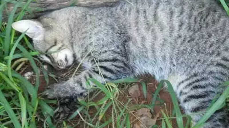 Cerca de 15 gatos morrem de uma vez e polícia investiga envenenamento em Amambaí, MS