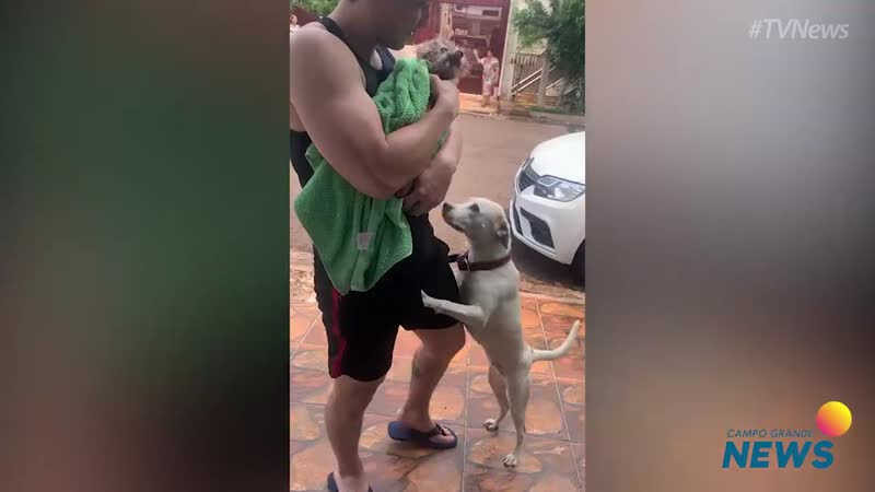 Poodle cega e surda é resgatada dentro de córrego em Campo Grande, MS