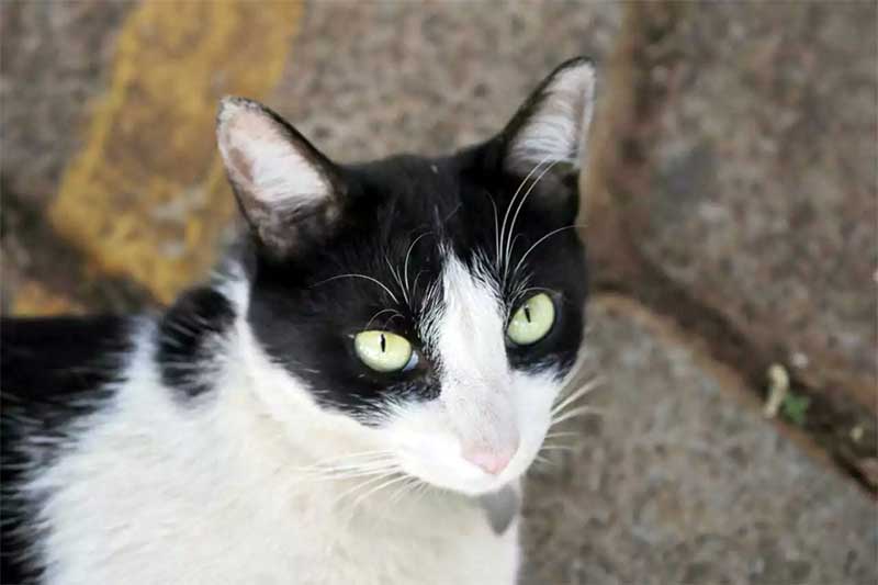 Ameaçado de morte, gato Frajola leva polícia a condomínio no Tiradentes, em Campo Grande, MS