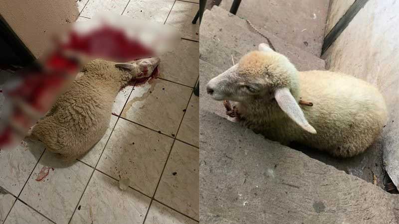 Crueldade: turistas matam ovelha de estimação de criança em pesqueiro de MS