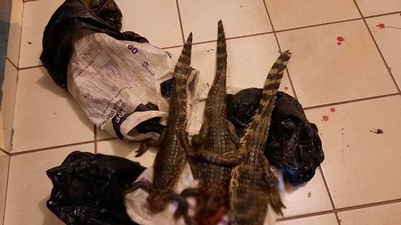 Caçadores são presos e multados em R$ 30 mil ao serem flagrados com filhotes de jacaré mortos