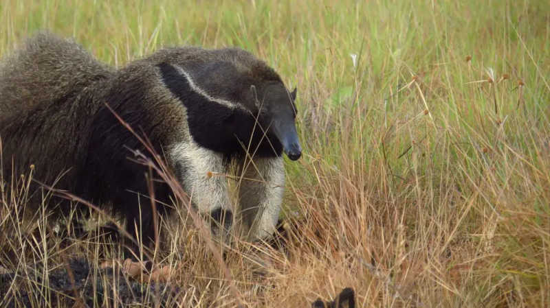 Tamanduá-bandeira: espécie sofre com o desmatamento