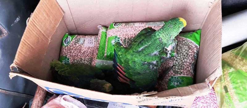 Homem é preso e multado em R$ 10 mil transportando filhotes de papagaio clandestinamente
