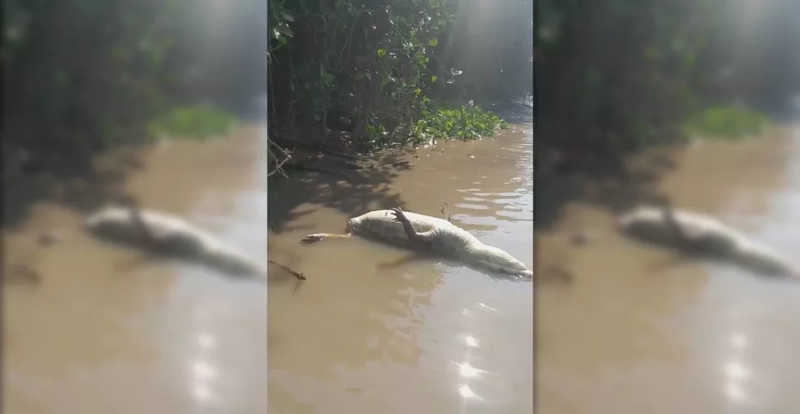 Pelo menos 32 jacarés são encontrados mortos e com os rabos arrancados no Pantanal de MT; veja vídeo