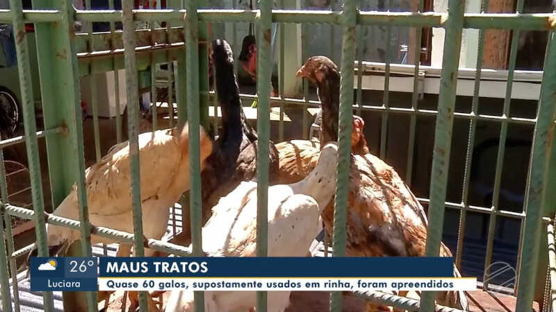 Galos de rinha são apreendidos e suspeito é preso em Tangará da Serra, MT