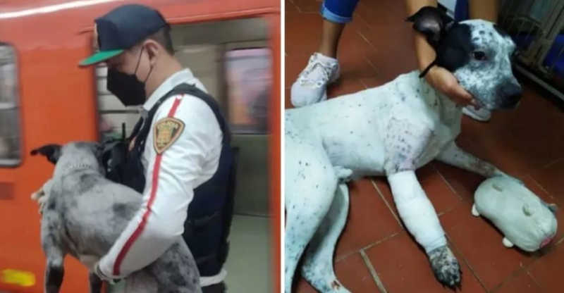 Voluntários resgatam cachorro abandonado que caiu nos trilhos de estação de metrô no México
