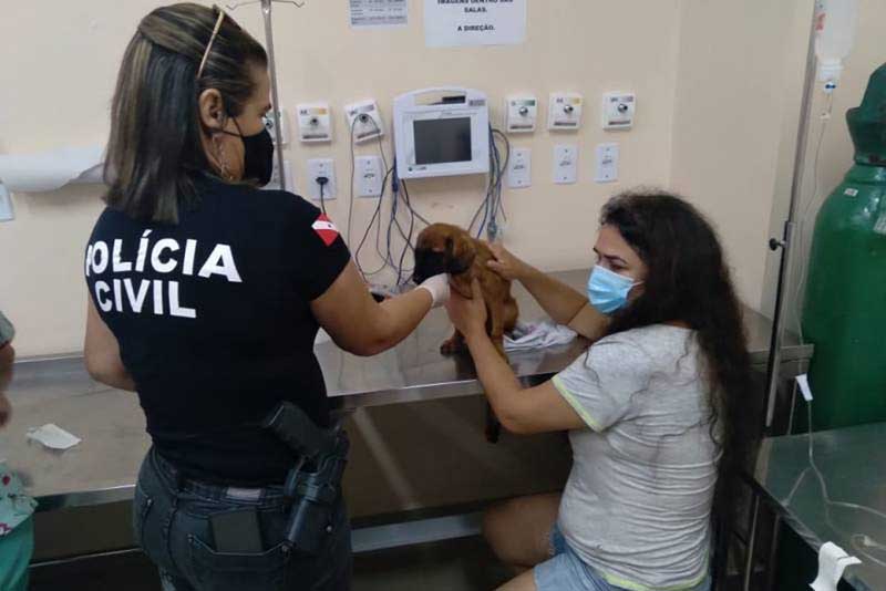 Cachorro foi resgatado de situação de maus tratos em Belém — Foto: Polícia Civil/Divulgação