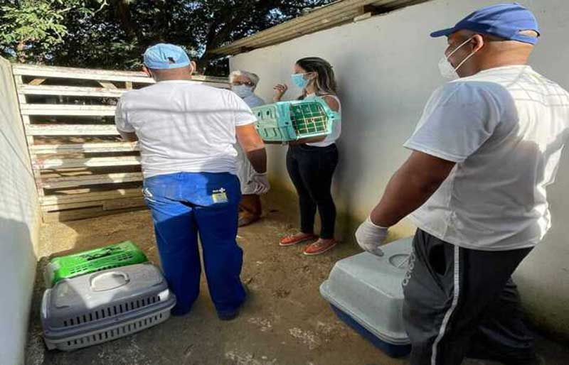 Em Recife, animais que viviam no Edifício Holiday precisaram ser resgatados após demolição de construções irregulares