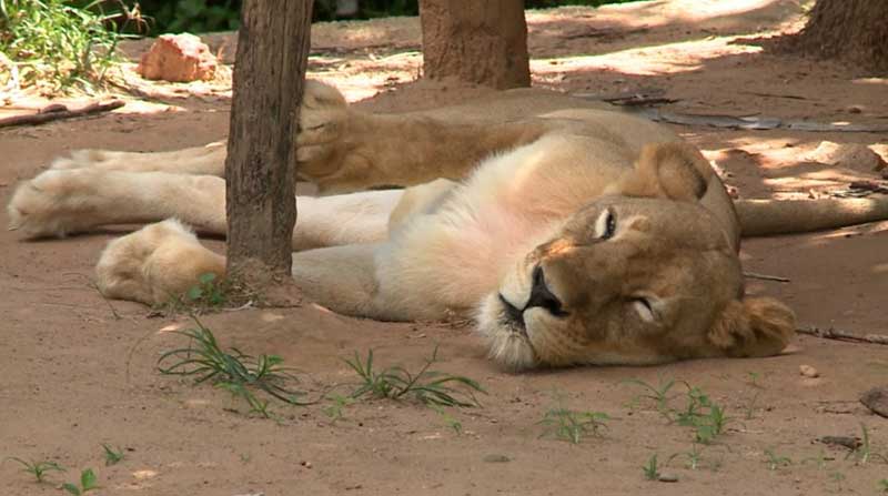 Semar anuncia transferência de animais do Parque Zoobotânico para santuários — Foto: TV Clube