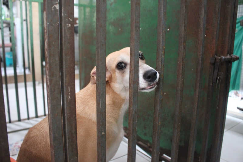 Abrigo com 250 animais fica sem ração e faz campanha por doações em Teresina, PI