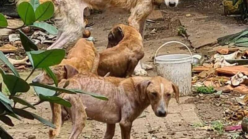 Polícia Civil recebe denúncia de maus-tratos contra cães na Vila Carli, em Guarapuava, PR