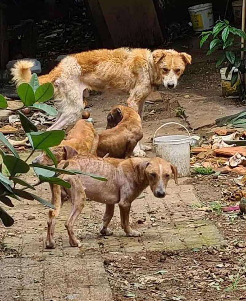 Polícia Civil recebe denúncia de maus-tratos contra cães na Vila Carli, em Guarapuava, PR