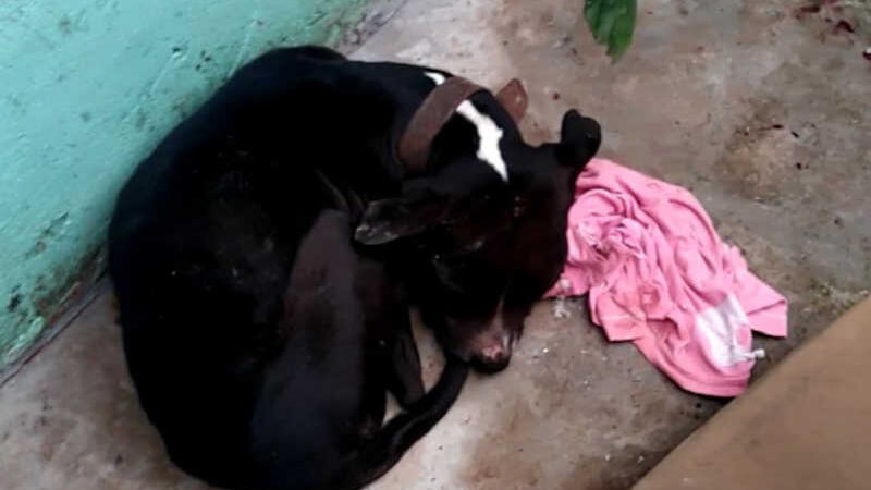 Cachorro espancado com barra de ferro e salvo por fiscais em Mandaguari, PR