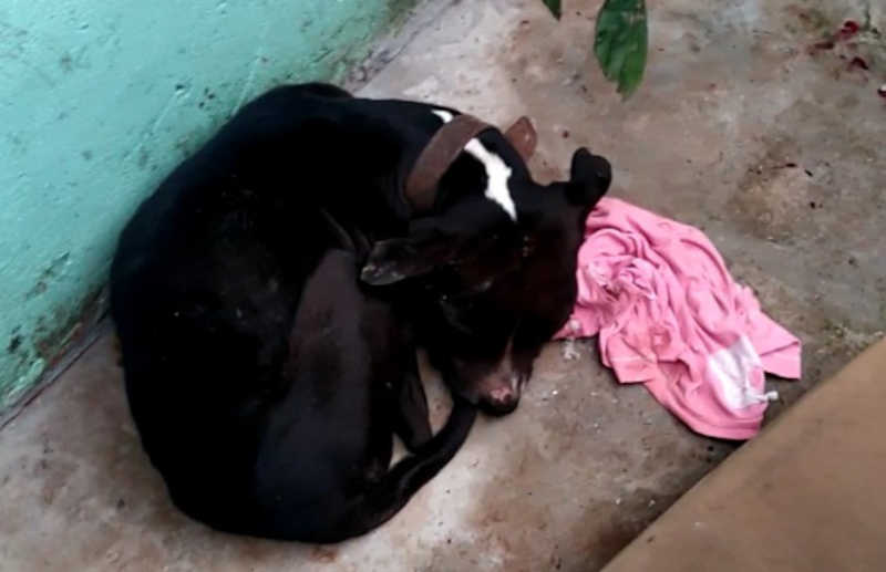 Cachorro espancado com barra de ferro e salvo por fiscais em Mandaguari, PR