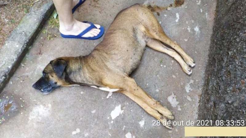 Homem deixa cão atropelado morrer no quintal de casa e é multado por negligência em Paranavaí, PR