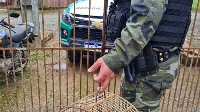 Polícia multa homem em R$1 mil por crime ambiental de caça e comércio de pássaros, em Prudentópolis, PR