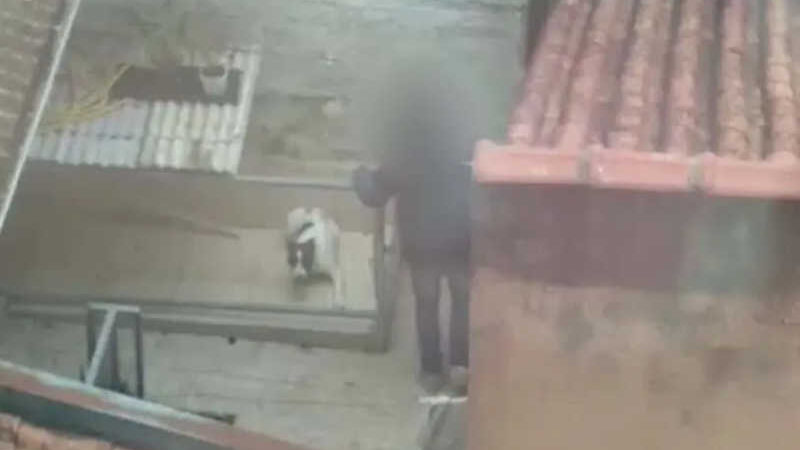 Vídeo mostra agressões a pit bull em Pinhais, PR, e tutor é procurado pela polícia