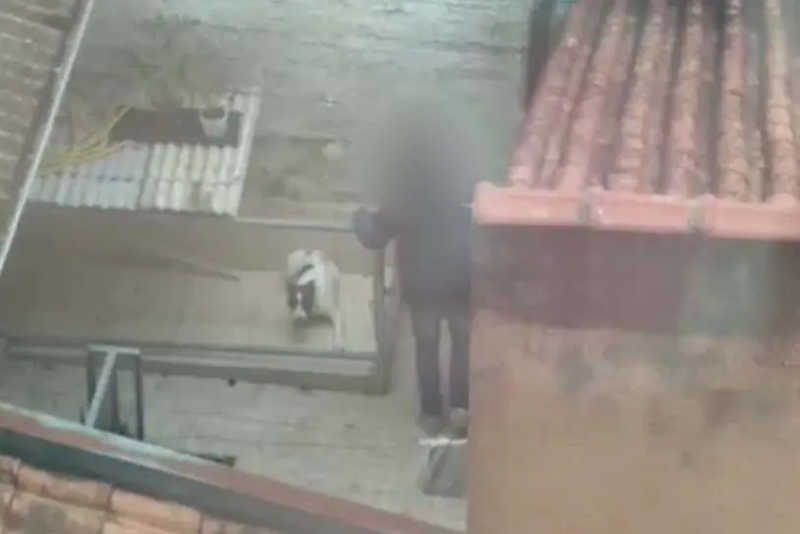 Vídeo mostra agressões a pit bull em Pinhais, PR, e tutor é procurado pela polícia