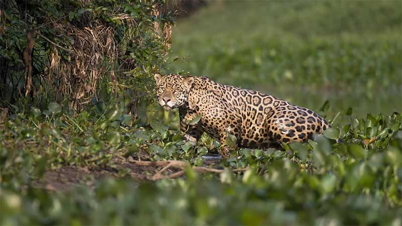 Mortes misteriosas de onças-pintadas no Pantanal sob investigação