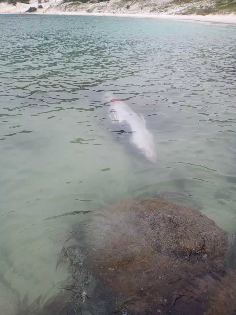Banhistas tentam salvar baleia encalhada em praia do RJ; animal não resistiu aos ferimentos