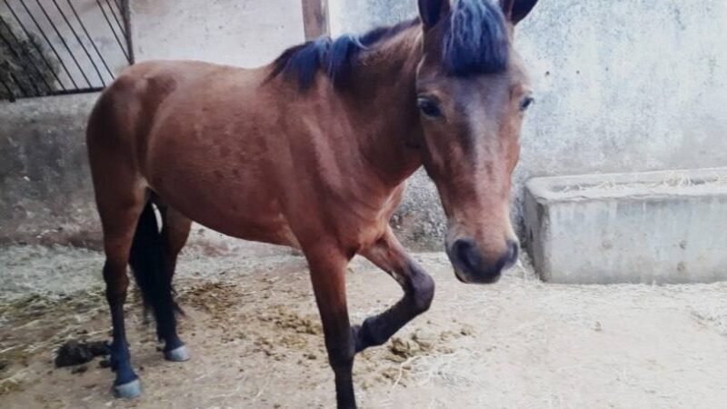 Égua é resgatada em Campos, RJ, após vídeo com maus-tratos viralizar