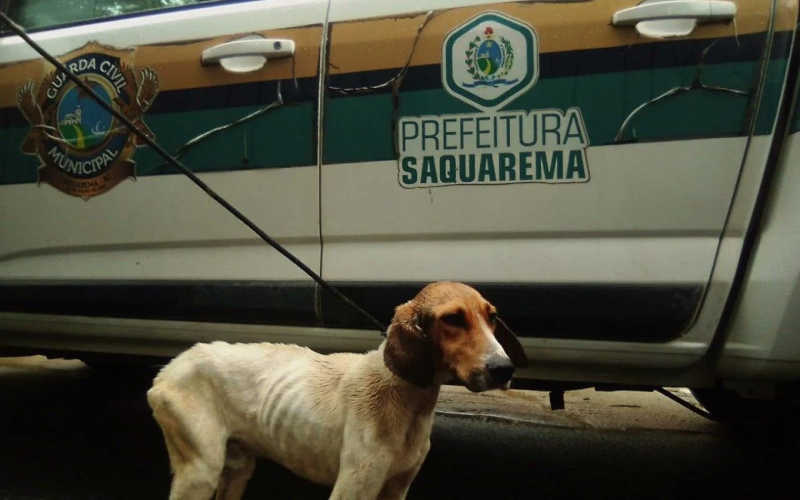 Guarda Civil resgata animais que sofriam maus-tratos no Condado, em Saquarema, RJ