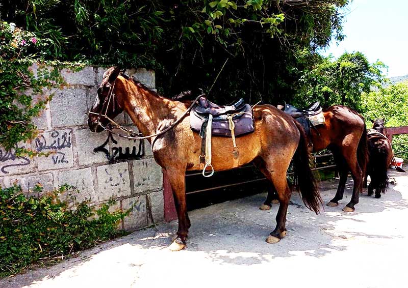 Aluguel de cavalos para passeio é proibido pela Prefeitura de Teresópolis, RJ