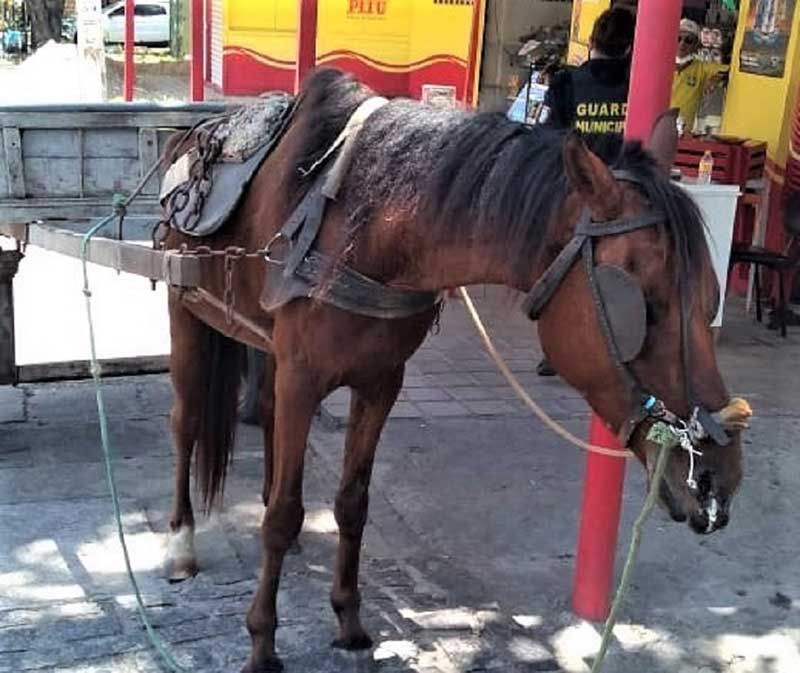 Homem é preso em flagrante por maus-tratos a cavalo em Natal, RN