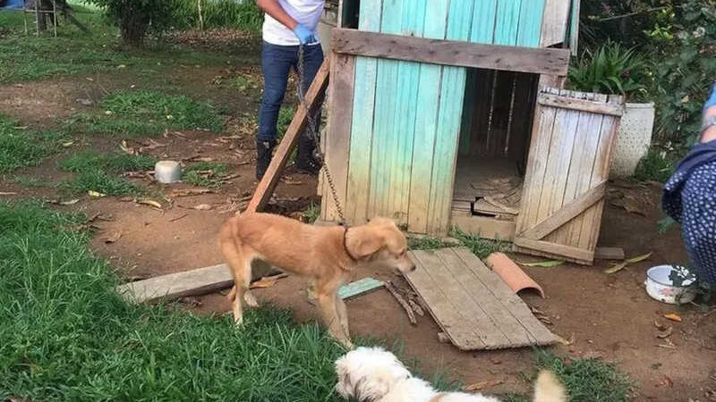 Operação resgata 30 cachorros e gatos em condições de maus-tratos em Buritis, RO