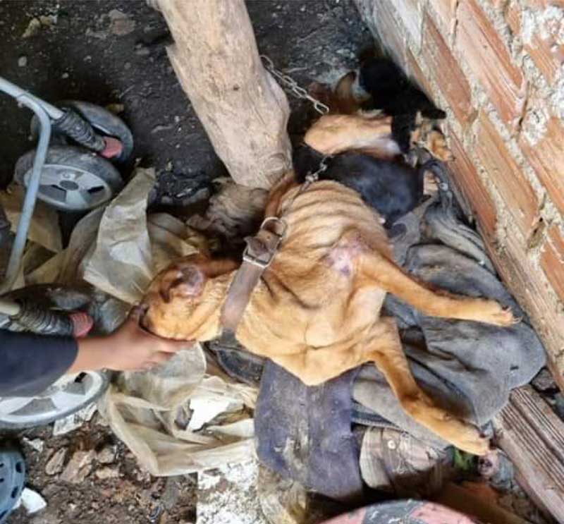 Homem é preso por maus-tratos contra cachorra e seus filhotes em Quaraí, RS