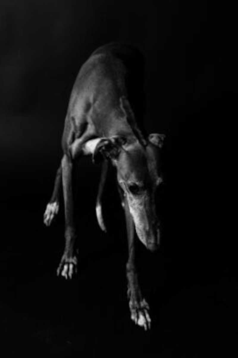 Petição! Proteja centenas de cães de mortes cruéis no ‘esporte’ sangrento da indústria de corridas