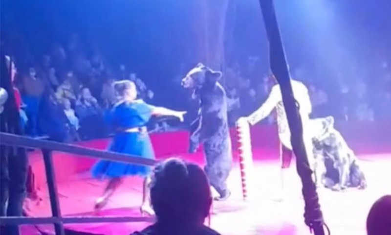 Urso de circo ataca treinadora grávida e reforça debate sobre animais em shows; veja vídeo