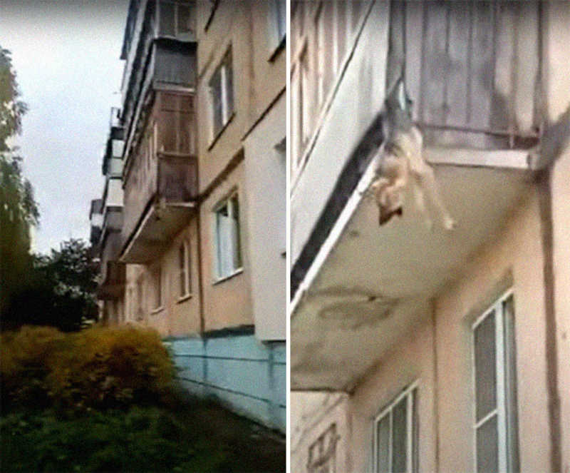 Cachorro ficou preso na varanda querendo fugir de maus-tratos