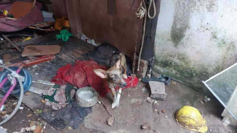 Homem foi preso por maus-tratos a cães e gatos em Camboriú, SC
