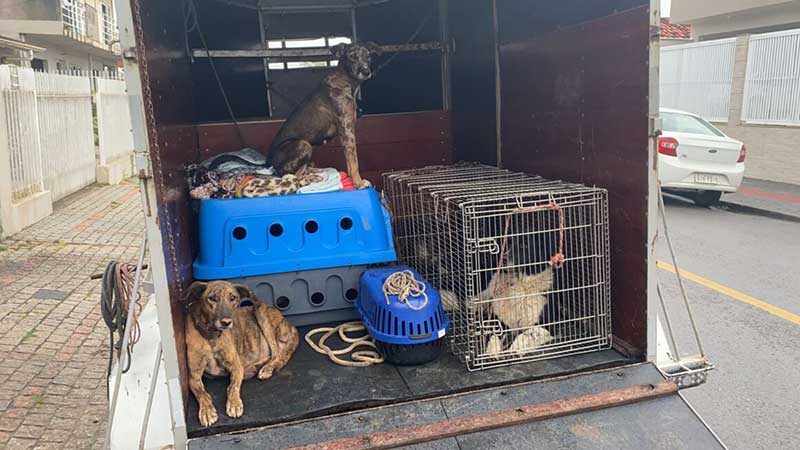 11 animais vítimas de maus tratos são resgatados, em Camboriú, SC