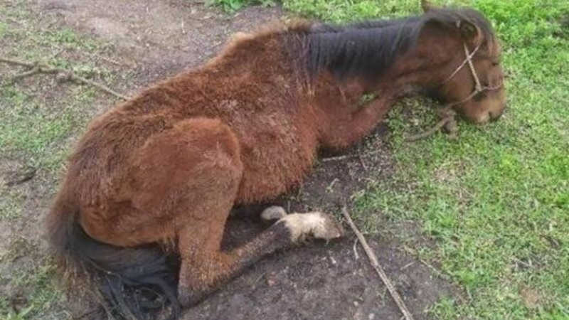Cavalo com sinais de maus-tratos é resgatado no Campo da Água Verde, em Canoinhas, SC