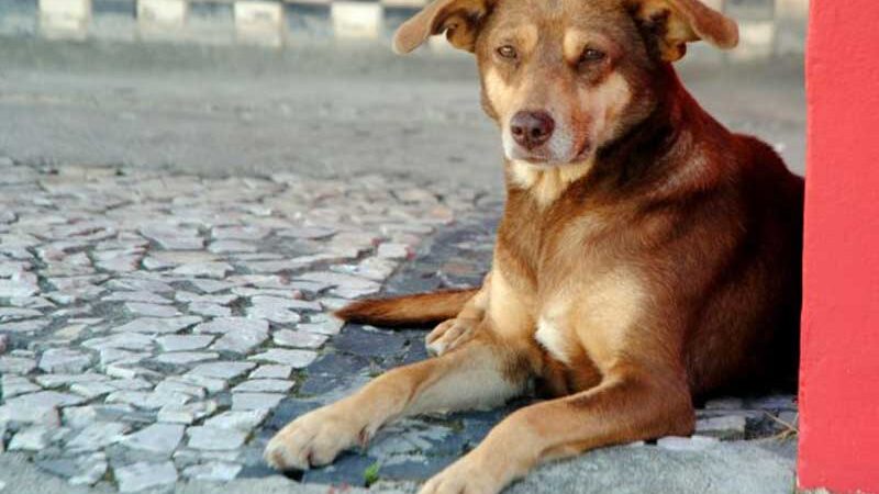 Campanha em prol dos animais de rua é lançada em Chapecó, SC