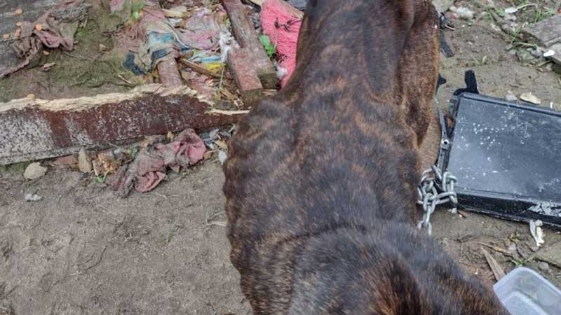 Pit bull maltratado e doente é resgatado em Itajaí, SC