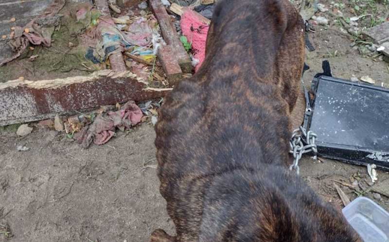 Pit bull maltratado e doente é resgatado em Itajaí, SC