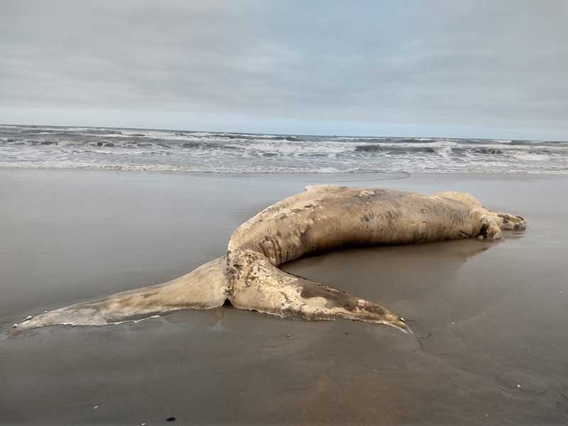 Baleia de 6,5 metros em avançado estado de decomposição encalha em praia de SC