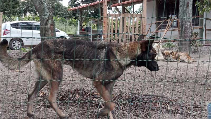 Quase 50 cachorros ‘de raça’, como akita e spitz alemão, são resgatados de canil clandestino e sob maus-tratos em SC; vídeo