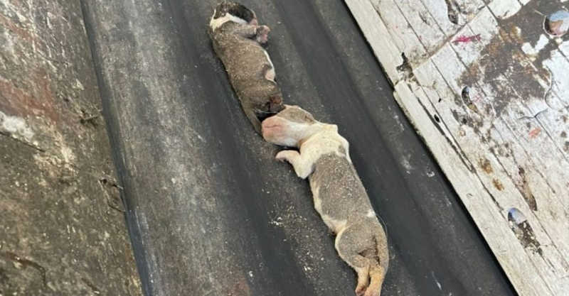 Três filhotes de cachorros recém-nascidos são encontrados mortos em saco de lixo em Jaraguá do Sul, SC
