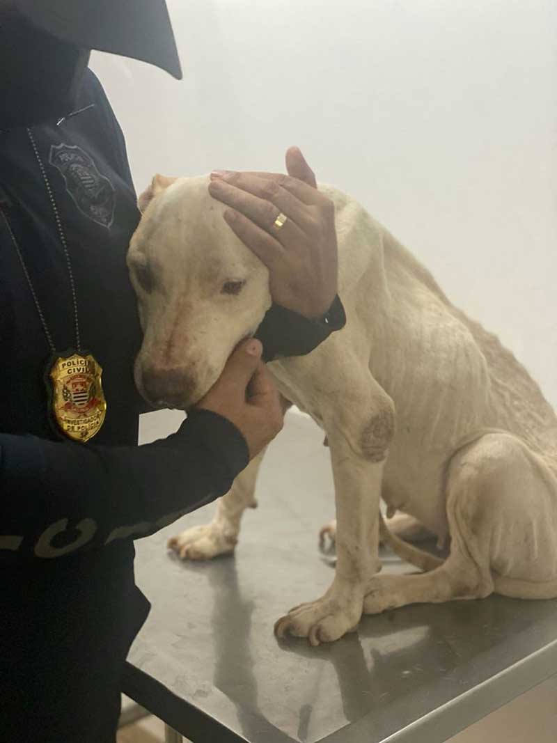 Homem é preso por manter cachorra gravemente subnutrida em Andradina, SP