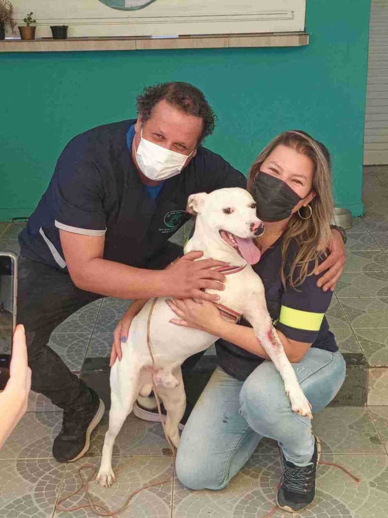 Cão que foi esfaqueado em julho é adotado e se recupera bem em Araçoiaba da Serra, SP